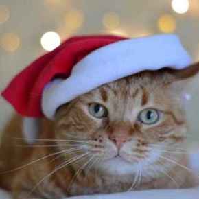 Picture for category Holiday Products